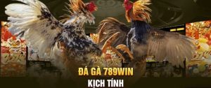 Đá gà 789Win kịch tính với màn cược căng thẳng