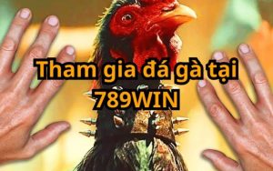 Trải nghiệm tuyệt vời từ đá gà 789Win 